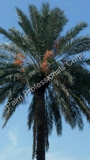 Medjool Date Palm Trees Installed Naear Houston, Texas For The City Of Deer Park