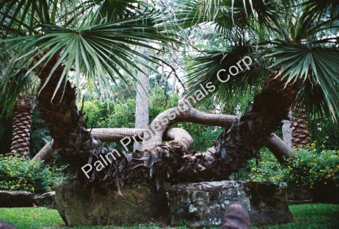 Rare And Specimen Palm Trees For Sale