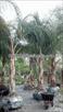 Click Here To View This Palm Tree Item Picture Full Size - Palm Trees In Houston Texas