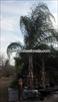 Click Here To View This Palm Tree Item Picture Full Size - Palm Trees In Houston Texas