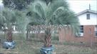 Click The Description About This Palm Tree For More Information