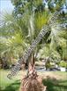 Click Here To View This Palm Tree Item Picture Full Size - Palm Trees In Houston Texas