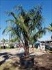 Click Here To View This Palm Tree Item Picture Full Size - Palm Trees In Houston Texas