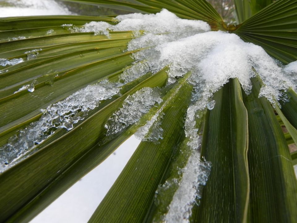 Consulting About Freeze Protections Products For Palm Trees