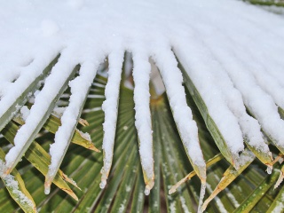 how do i protect palm trees in houston from winter cold and frost