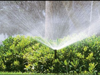 proper palm tree care-watering before freezing weather and frost in houston texas