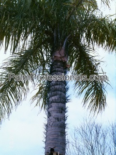buy macaw palm tree in houston texas