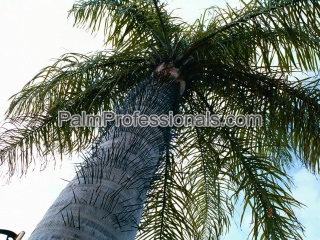 Acrocomia Aculeata palm for sale in houston texas
