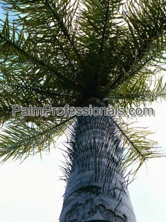 rare macaw palm trees in houston texas
