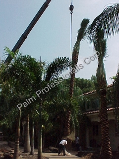 Medjool Date Palm Trees Purchased In Houston, Texas