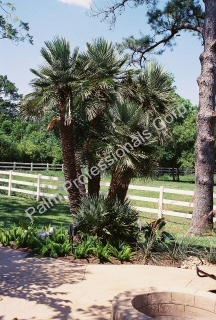 Cold Hardy Mediterranean Fan Palm Trees For Sale In Houston, Texas