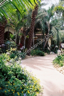 Medjool Date Palm Trees Purchased In Houston, Texas