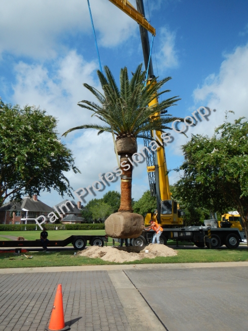 Canary Island Date Palm Supply Company And Professional Installation Company