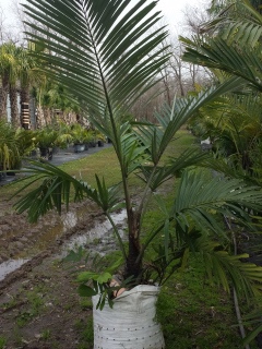 cold tolerant rare multi trunk palm trees for sale in houston