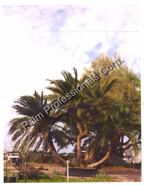 Date Palm Tree Sales And Installation