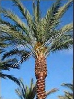 Date Palm Tree Sales And Installation