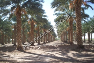 Date Palm Tree Sales And Installation