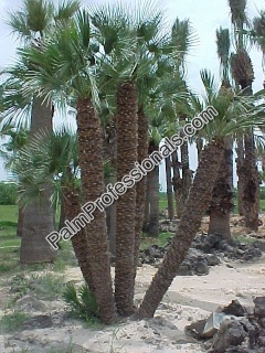 Buy Mediterranean Fan Palm Trees In Houston Texas - Cold Tolerant Resistant Palms