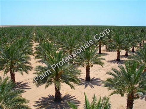 Palm Tree Growing Field Of Phoenix Dactylifera Medjools