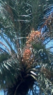 Phoenix Dactylifera Medjool Date Palm Tree Sales And Installation