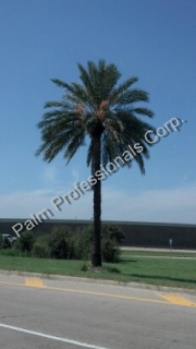 Phoenix Dactylifera Medjool Date Palm Tree Sales And Installation