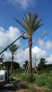 Later, We Provide Professional Follow Up Care And Maintenance Of The Medjool Date Palms.