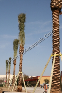 Medjool Date Palm Tree Supports Installed On Commercial Projects For Safety