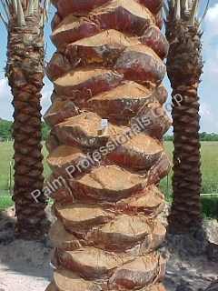 buy big medjool date palm trees with diamond cut trunks in houston texas