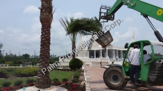free palm tree removal los angeles, Newnan GA