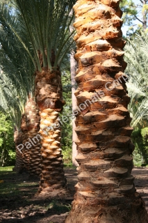 Medjool Date Palm Trees Purchased And Installed From The Palm Professionals Company