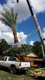 Only Hire A Professional Medjool Date Palm Tree Company To Move Trees