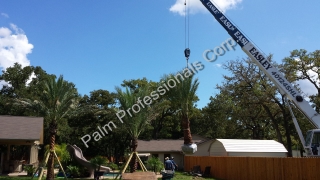 Radio Communication Between The Tree Specialist In The Back Yard And The Crane Operator In The Street Is Crucial
