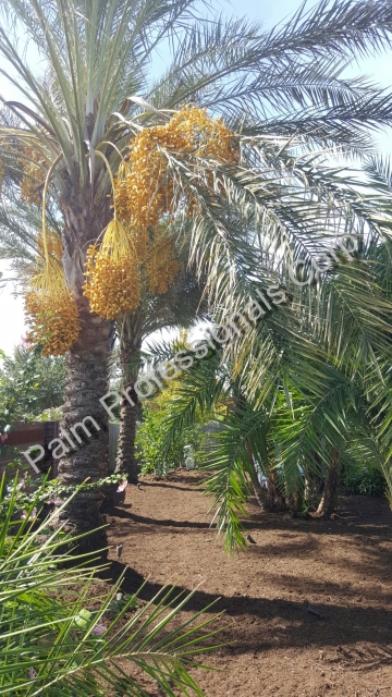 Medjool Date Palm Trees Purchased And Installed From Growers In Houston, Texas