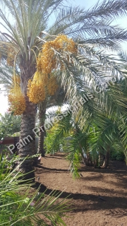 Medjool Date Palm Trees Installed In Sugar Land, Texas - South Houston