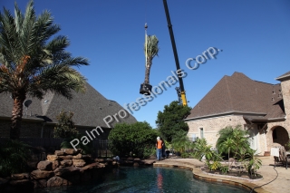 Medjool Date Palm Trees Lifted With Crane Over Residential Home During Installation In Houston, Texas