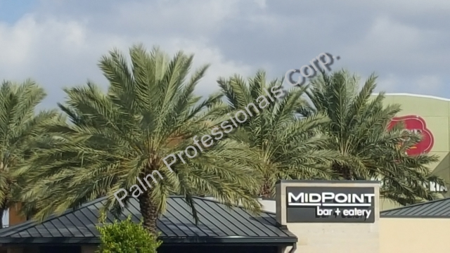 Phoenix Dactylifera Medjool Date Palm Tree Sales And Installation