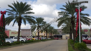 Residential Medjool Date Palm Trees Installed In North Texas - North Houston