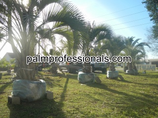purchase cold hardy pindo palms at wholesale prices direct from growers in houston texas