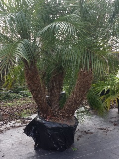 purchase dwarf pygmy date palm trees in houston texas for sale