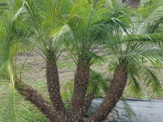 buy pygmy date palm trees - phoenix roebelenii for sale in houston texas