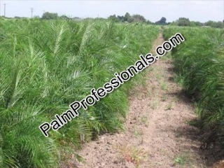 buy pygmy date palm trees direct from grower at wholesale prices in houston texas