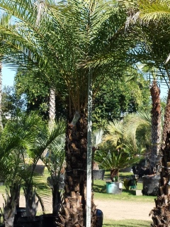 cold tolerant silver date palm trees for sale in houston texas