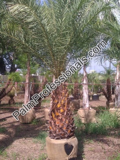 Cold Hardy Phoenix Sylvestris Silver Date Palm Trees For Sale In Houston Texas