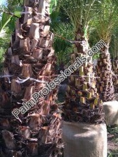 buy silver date palm trees in houston texas phoenix sylvestris are also called wild date palm tree