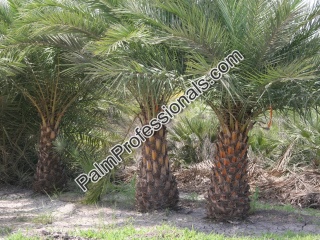 Purchase Silver Date Palm Trees - Phoenix Sylvestris Direct From Grower At Wholesale Prices in Houston Texas