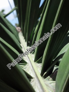 cold hardy queen palm frond leaf in houston texas