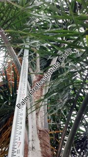 cold tolerant silver queen palm trees for sale in houston