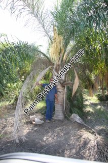 buy silver queen palm trees in houston texas