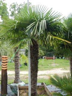 purchase most cold tolerant windmill palms for sale in houston texas direct from growers