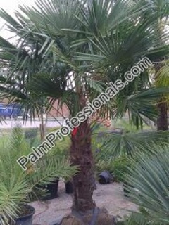 cold hardy windmill palm tree for sale in houston texas